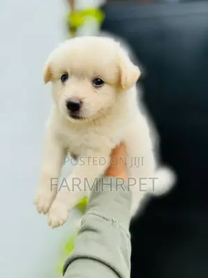 Pomeranian Puppies
