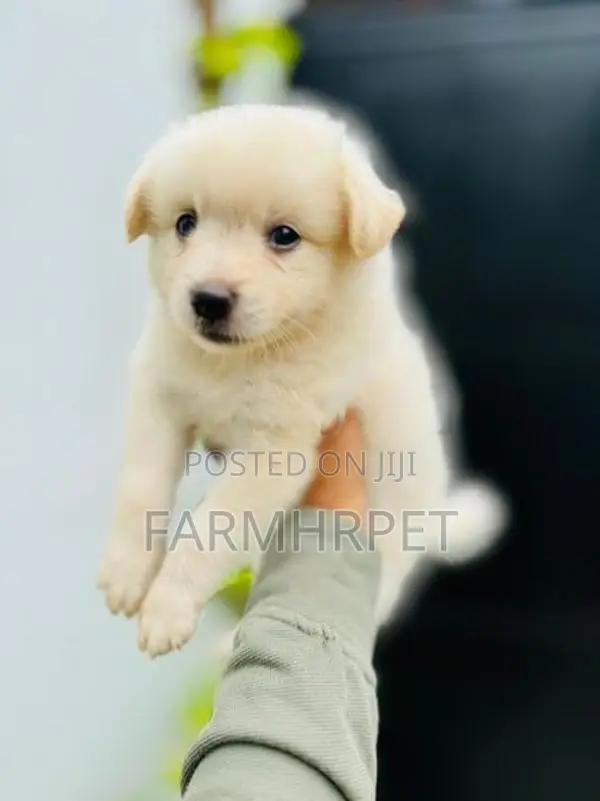 Pomeranian Puppies