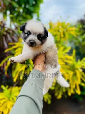 Pomeranian Puppies