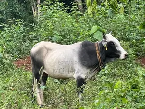 Qurban Cow