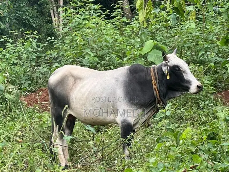 Qurban Cow