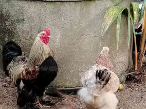Brahma Chickens