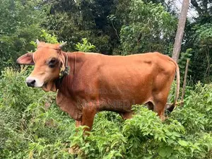 Qurban Cow