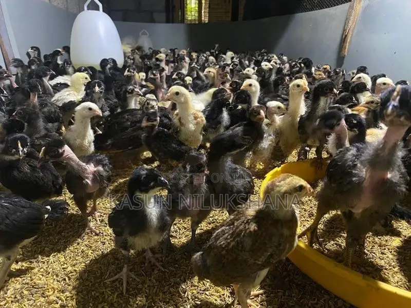 ගං කුකුල් පැටවි