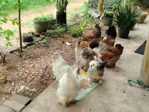 Brahma Chickens