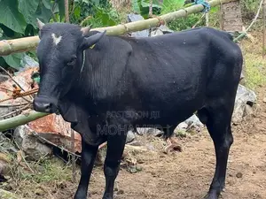 Qurban Cow