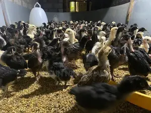 ගං කුකුල් පැටවි