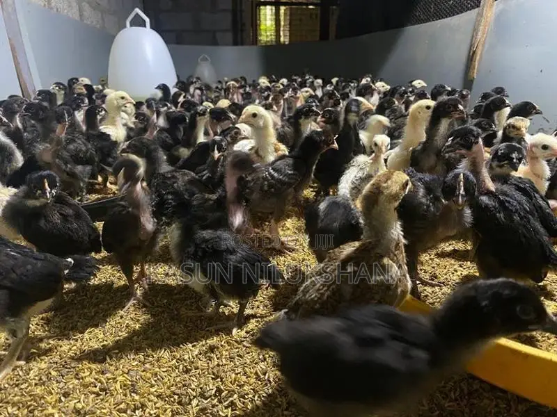 ගං කුකුල් පැටවි