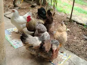 Brahma Chickens
