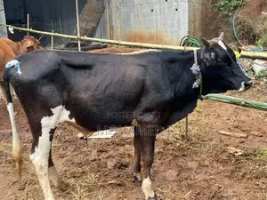 Qurban Cow