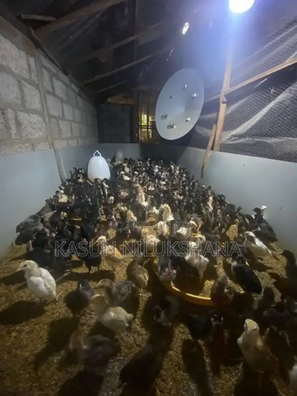ගං කුකුල් පැටවි