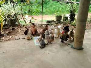 Brahma Chickens