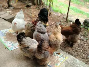 Brahma Chickens