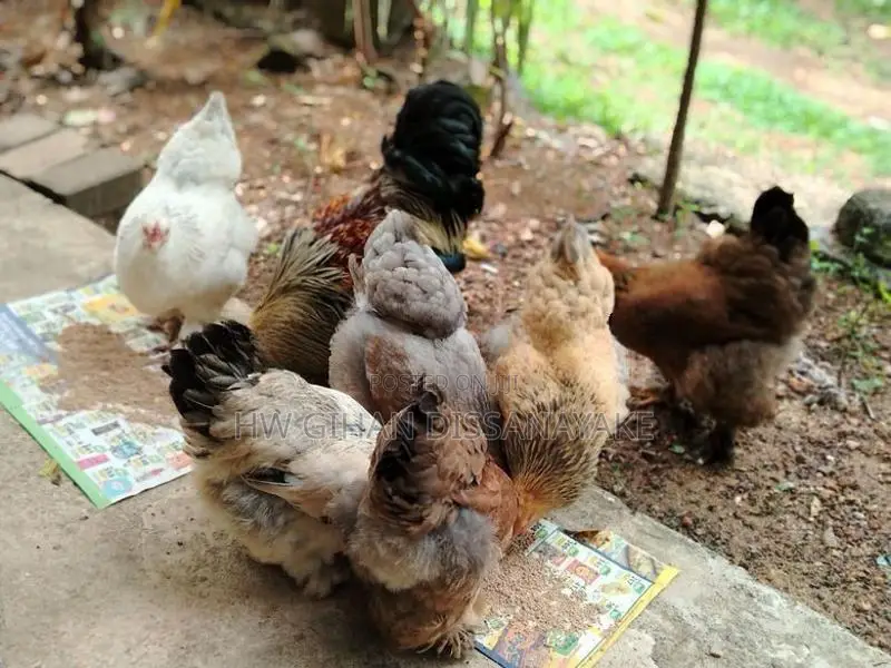 Brahma Chickens