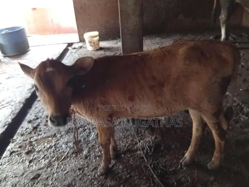 Milk Cow