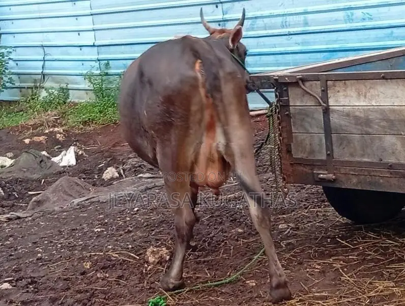 Milk Cow