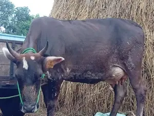 Milk Cow