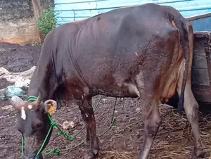 Milk Cow
