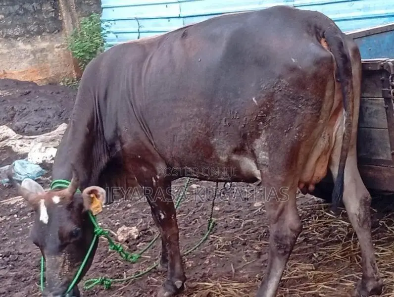 Milk Cow