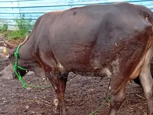 Milk Cow