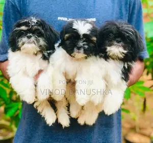 Shih Tzu Puppies