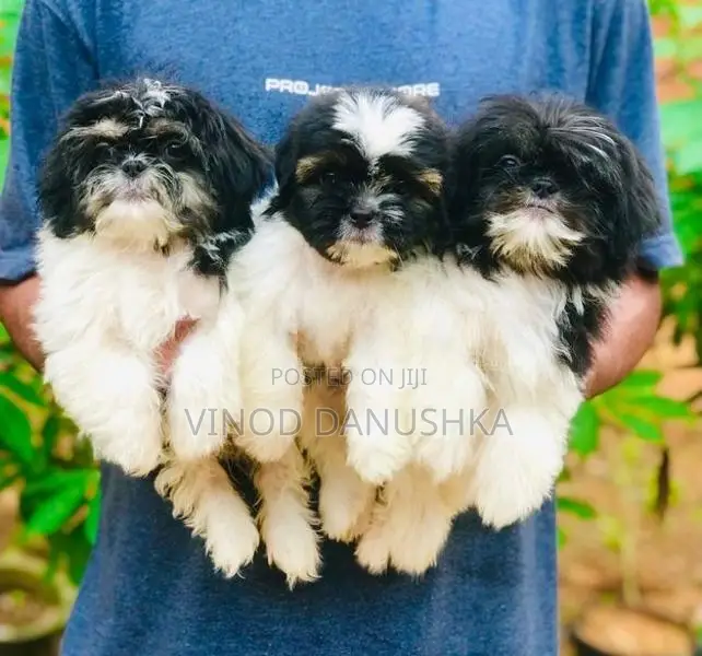 Shih Tzu Puppies