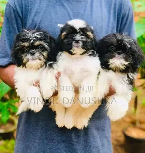 Shih Tzu Puppies