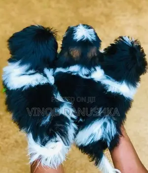 Shih Tzu Puppies