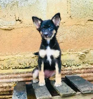 German Shepherd Puppies