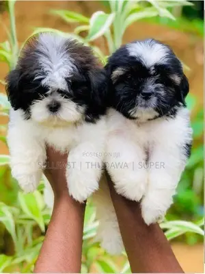 Shih Tzu Puppies