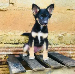 German Shepherd Puppies