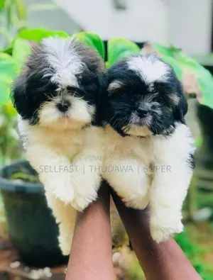 Shih Tzu Puppies