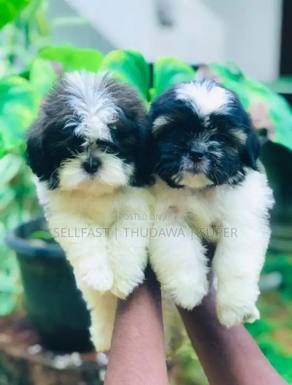 Shih Tzu Puppies