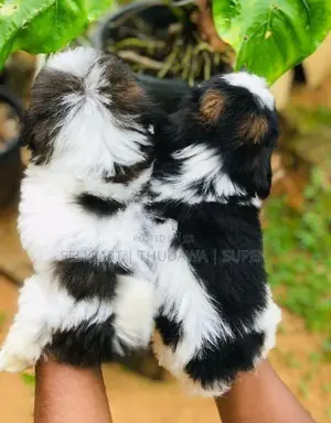 Shih Tzu Puppies