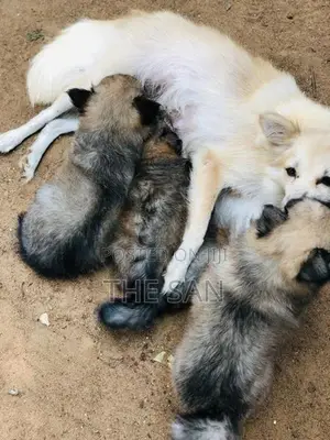 Lion Pomeranian Puppies