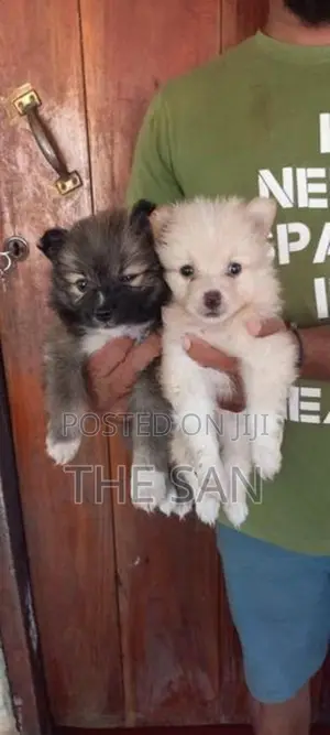 Lion Pomeranian Puppies