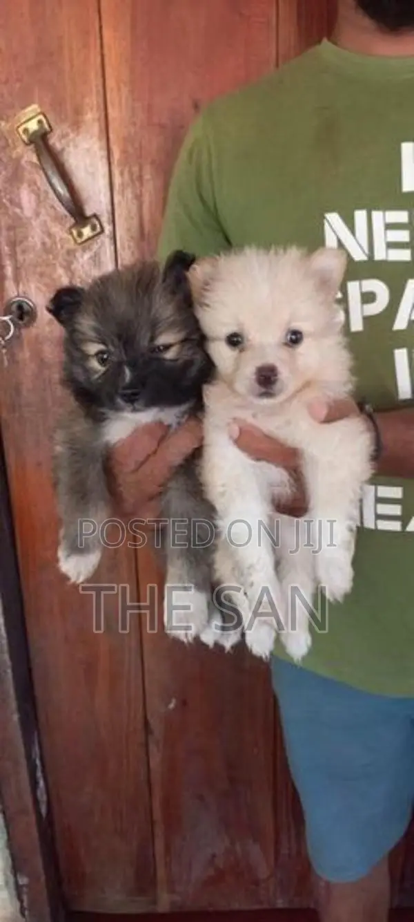 Lion Pomeranian Puppies