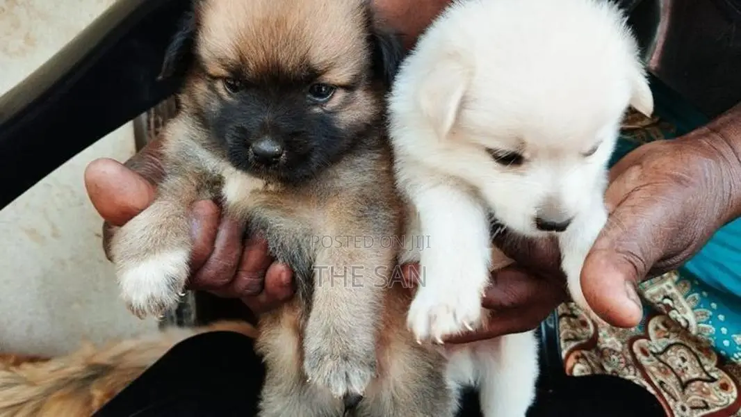 Lion Pomeranian Puppies