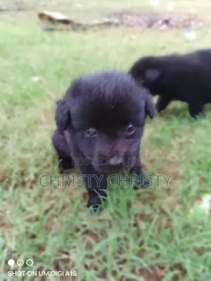 Pomeranian Puppies