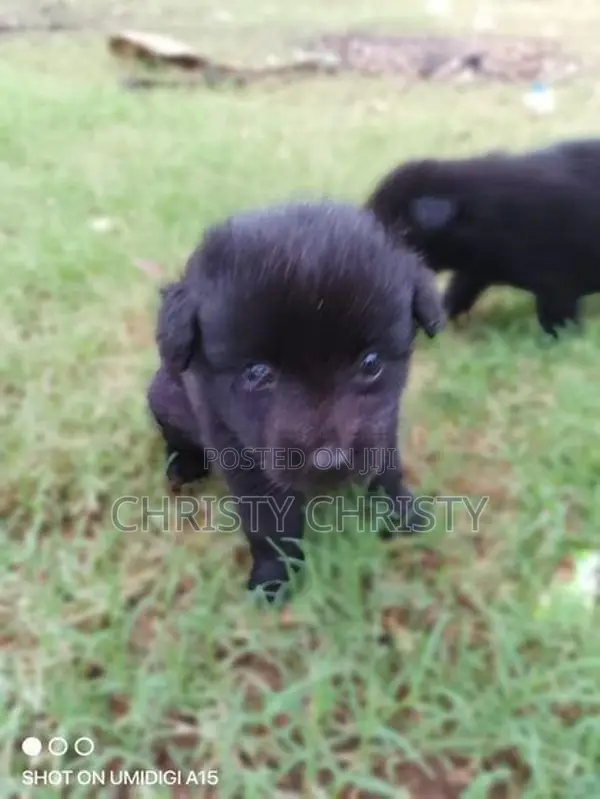 Pomeranian Puppies