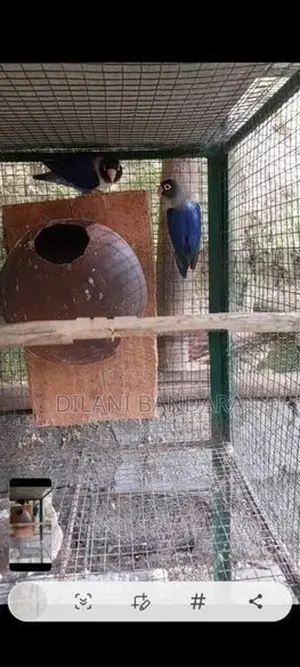 African Birds
