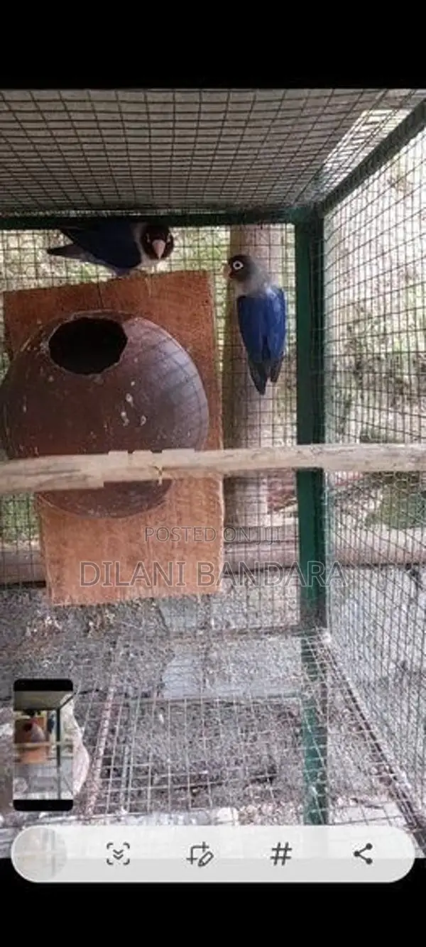 African Birds