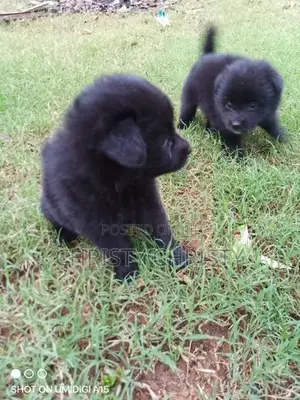 Pomeranian Puppies