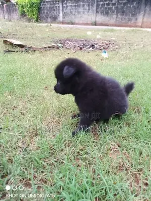 Pomeranian Puppies