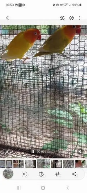 African Birds