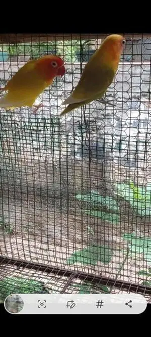 African Birds
