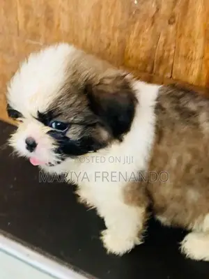 Shih Tzu Puppies