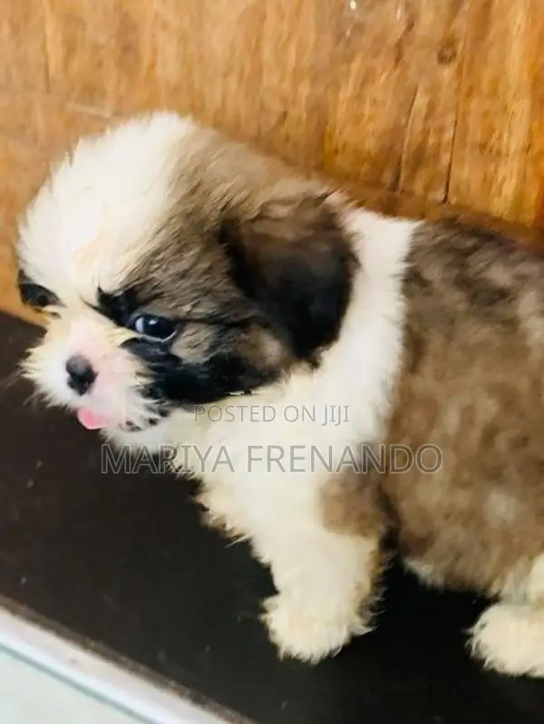 Shih Tzu Puppies