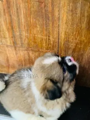Shih Tzu Puppies