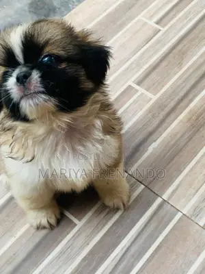Shih Tzu Puppies